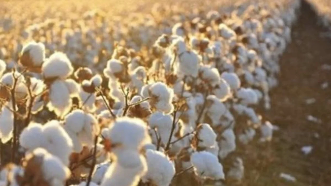 سعر قنطار القطن في مصر يعكس حالة السوق وسط تباين الأصناف ونشاط تداول مكثف